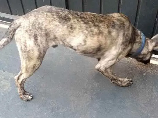 Cachorro raça Fila misturado idade 1 ano nome Baguera