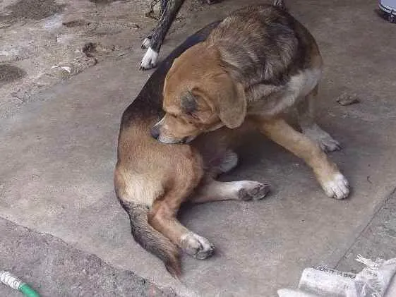 Cachorro ra a Vira lata idade 2 anos nome Rex