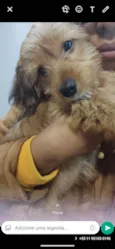 Cachorro raça Vira lata idade 2 a 6 meses nome Thor