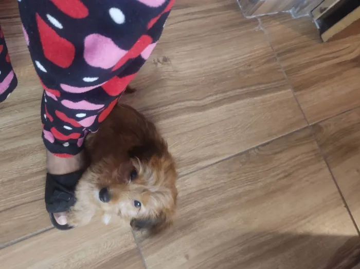 Cachorro raça Vira lata idade 2 a 6 meses nome Thor