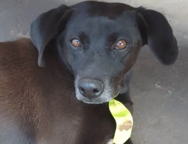 Cachorro ra a Mestiço  idade 5 anos nome Neguinho 