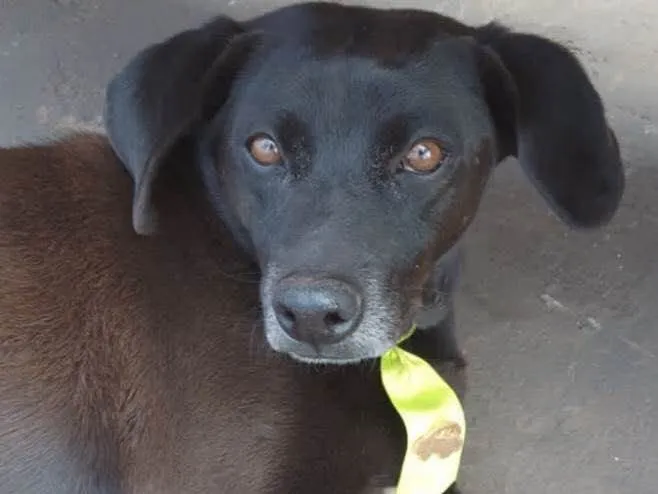 Cachorro ra a Mestiço  idade 5 anos nome Neguinho 