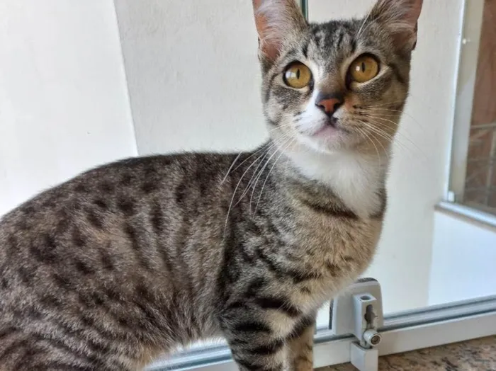 Gato raça Srd idade 2 a 6 meses nome Bonbon bb6meses