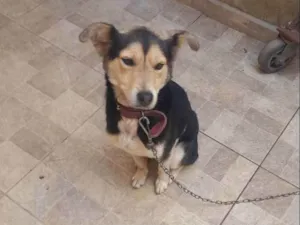 Cachorro raça Srd idade 3 anos nome Sky