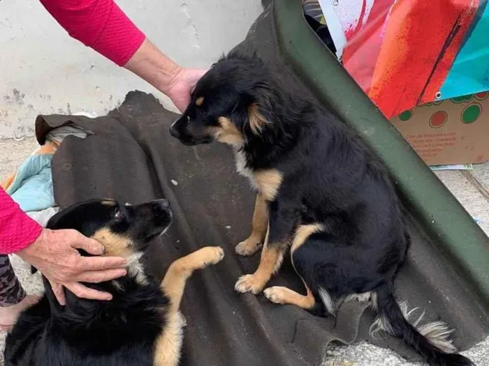 Cachorro ra a  idade 7 a 11 meses nome Não sei 