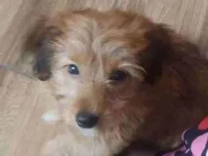 Cachorro raça Vira lata idade 2 a 6 meses nome Thor