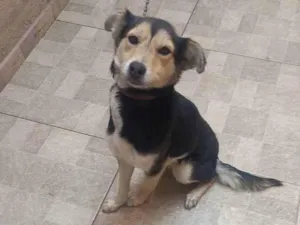 Cachorro raça Srd idade 3 anos nome Sky