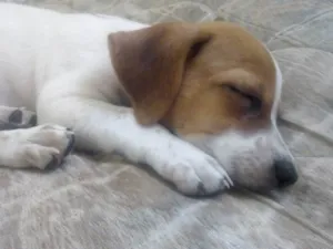 Cachorro raça Fox Paulistinha idade 4 anos nome Bart