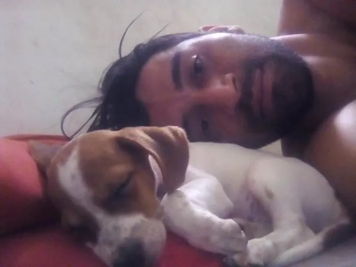 Cachorro raça Fox Paulistinha idade 4 anos nome Bart
