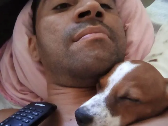 Cachorro raça Fox Paulistinha idade 4 anos nome Bart