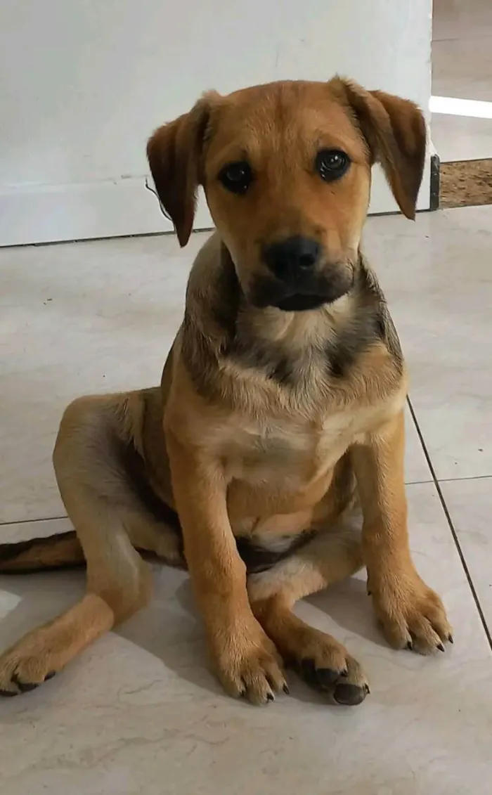Cachorro raça SRD idade 2 a 6 meses nome Mel