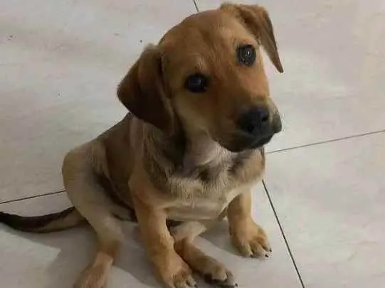 Cachorro raça SRD idade 2 a 6 meses nome Mel