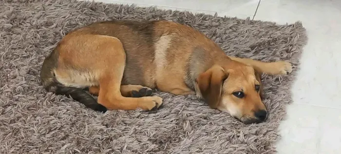 Cachorro raça SRD idade 2 a 6 meses nome Mel