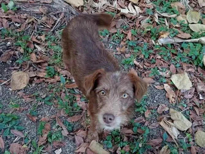 Cachorro ra a SRD  idade 1 ano nome Cacau