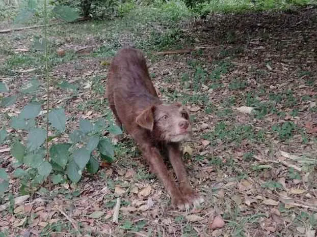 Cachorro ra a SRD  idade 1 ano nome Cacau