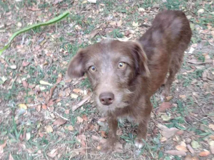 Cachorro ra a SRD  idade 1 ano nome Cacau