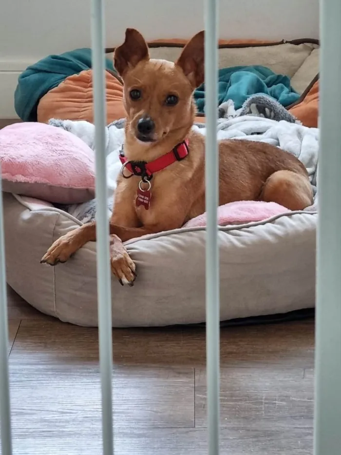 Cachorro ra a Pinscher  idade 3 anos nome Cacau 
