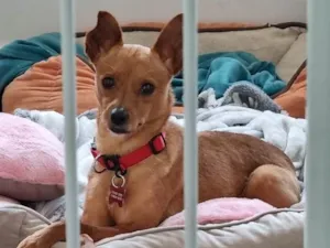 Cachorro raça Pinscher  idade 3 anos nome Cacau 