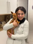 Cachorro raça Pinscher  idade 3 anos nome Cacau 