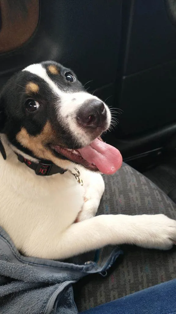 Cachorro ra a Vira lata idade 1 ano nome Alecrim 