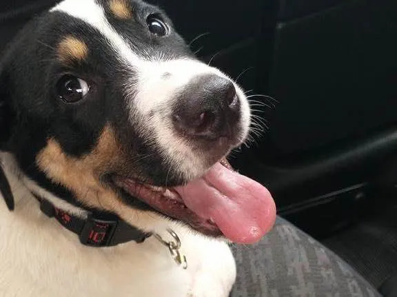 Cachorro ra a Vira lata idade 1 ano nome Alecrim 