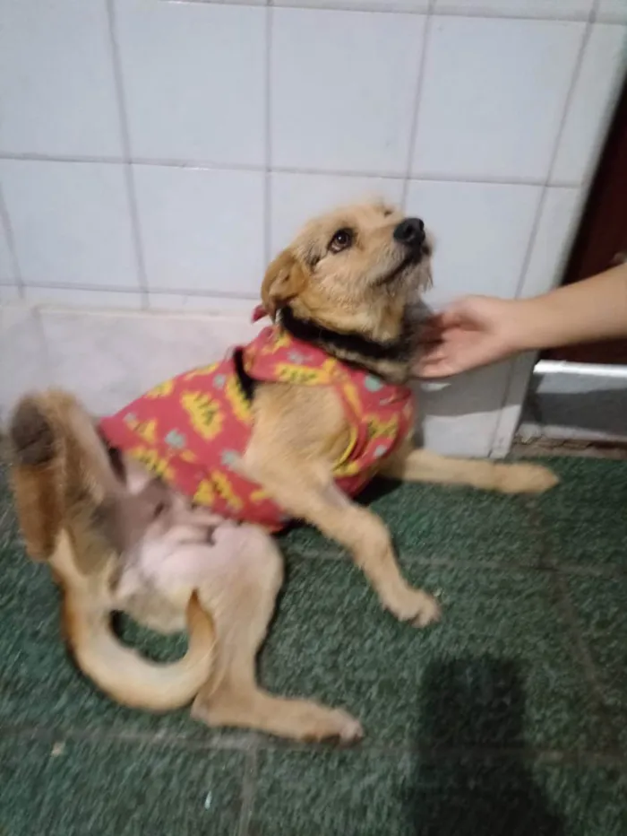 Cachorro ra a SRD  idade 1 ano nome Lola