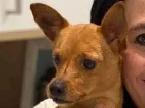 Cachorro raça Pinscher  idade 3 anos nome Cacau 