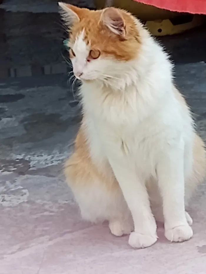 Gato ra a Não sei idade 1 ano nome Darah