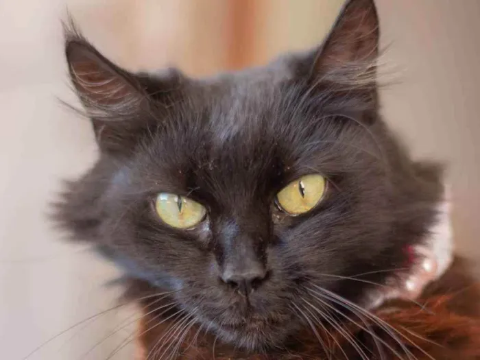 Gato ra a SRD idade 7 a 11 meses nome SOFIE