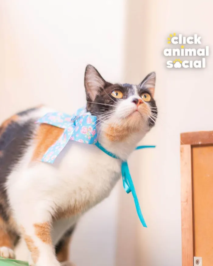 Gato ra a SRD idade 7 a 11 meses nome Dorothy