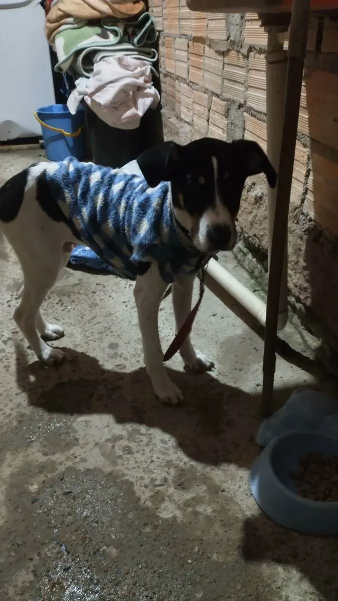 Cachorro ra a Vira lata idade 2 a 6 meses nome Edu