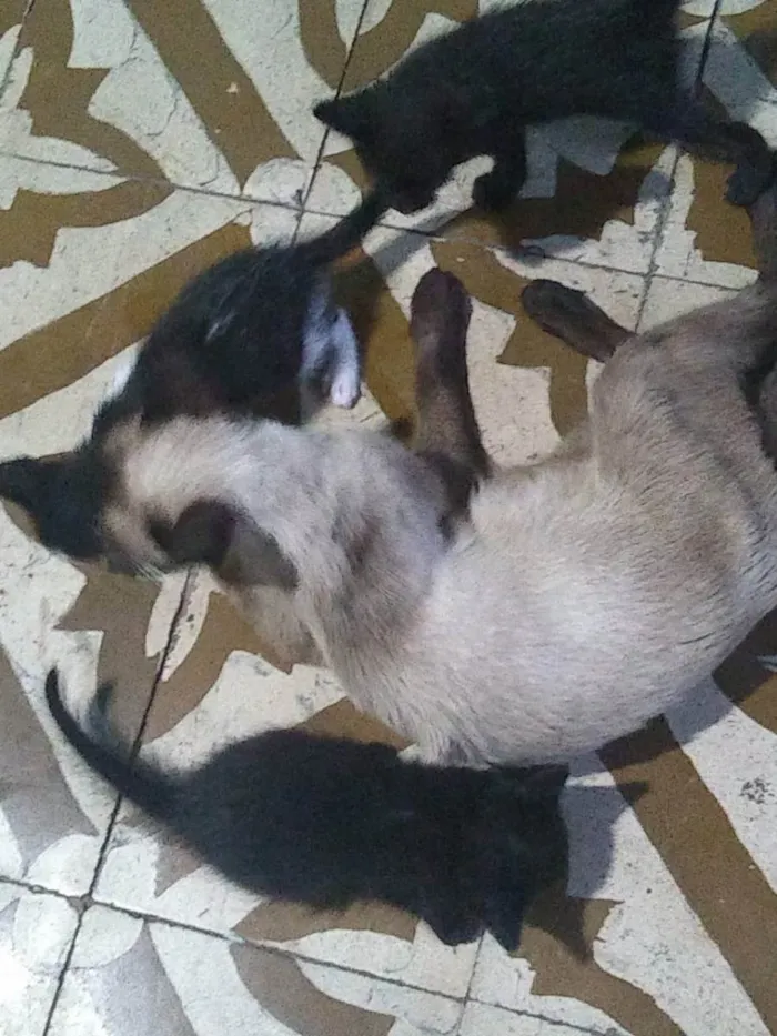 Gato ra a siamês misturado idade 2 a 6 meses nome gatos e gatas