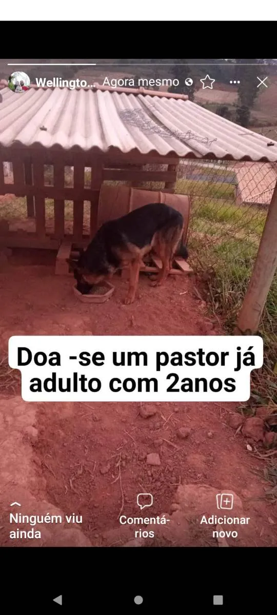 Cachorro ra a Pastor alemão  idade 2 anos nome Lord 