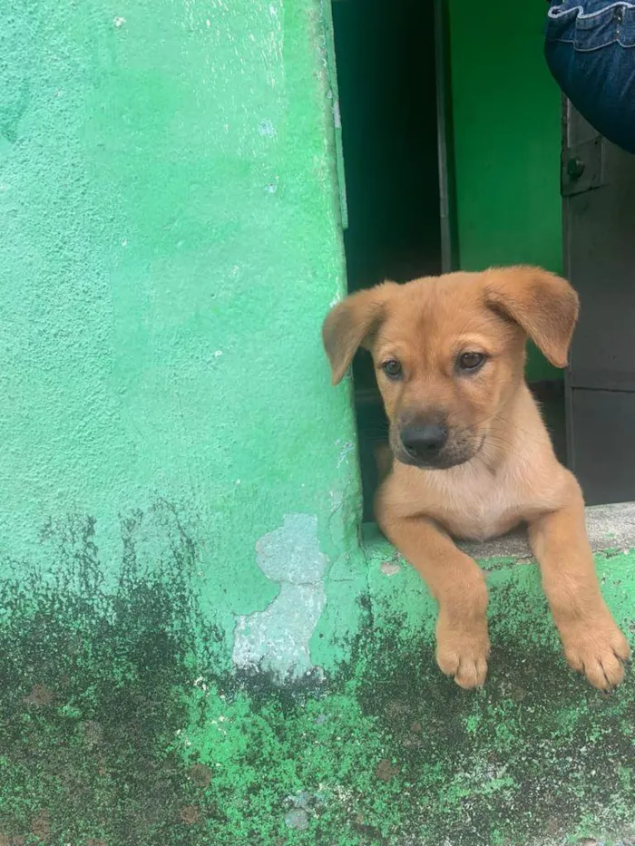Cachorro ra a Misturado  idade 2 a 6 meses nome Thor