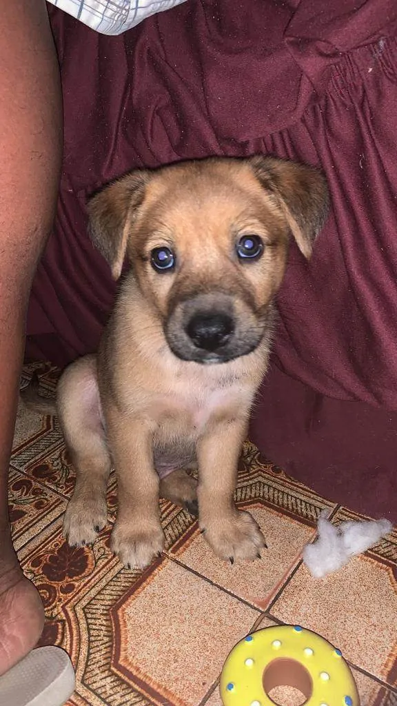 Cachorro ra a Misturado  idade 2 a 6 meses nome Thor