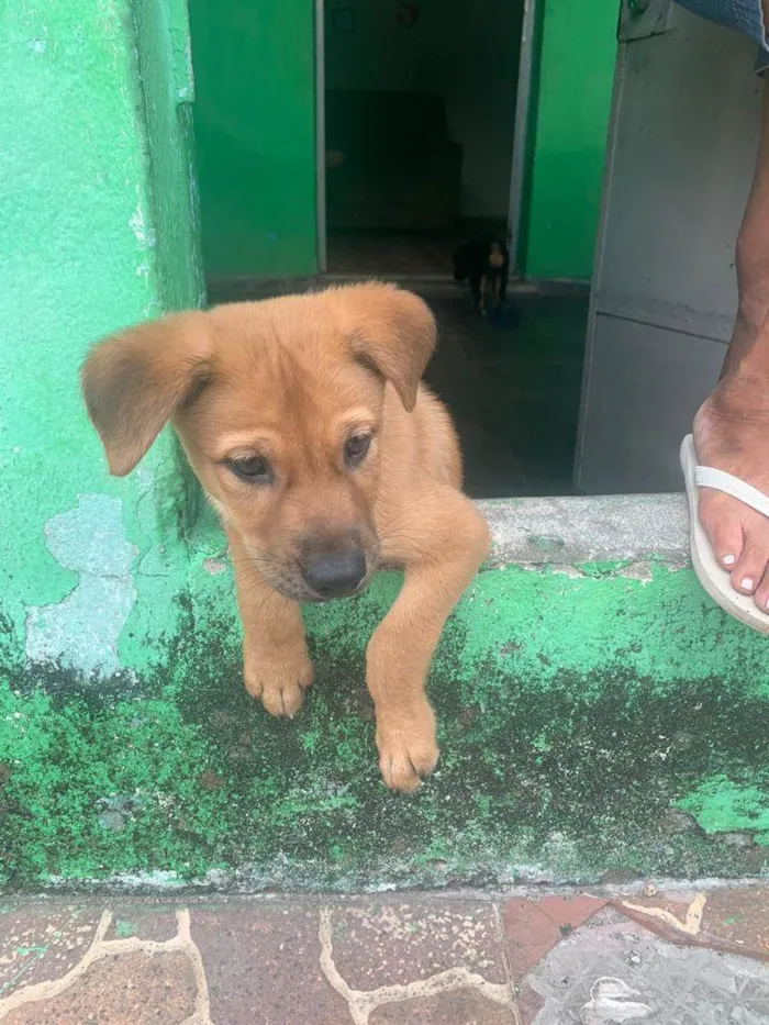 Cachorro ra a Misturado  idade 2 a 6 meses nome Thor