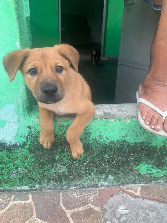 Cachorro ra a Misturado  idade 2 a 6 meses nome Thor