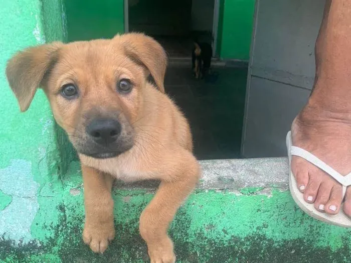 Cachorro ra a Misturado  idade 2 a 6 meses nome Thor