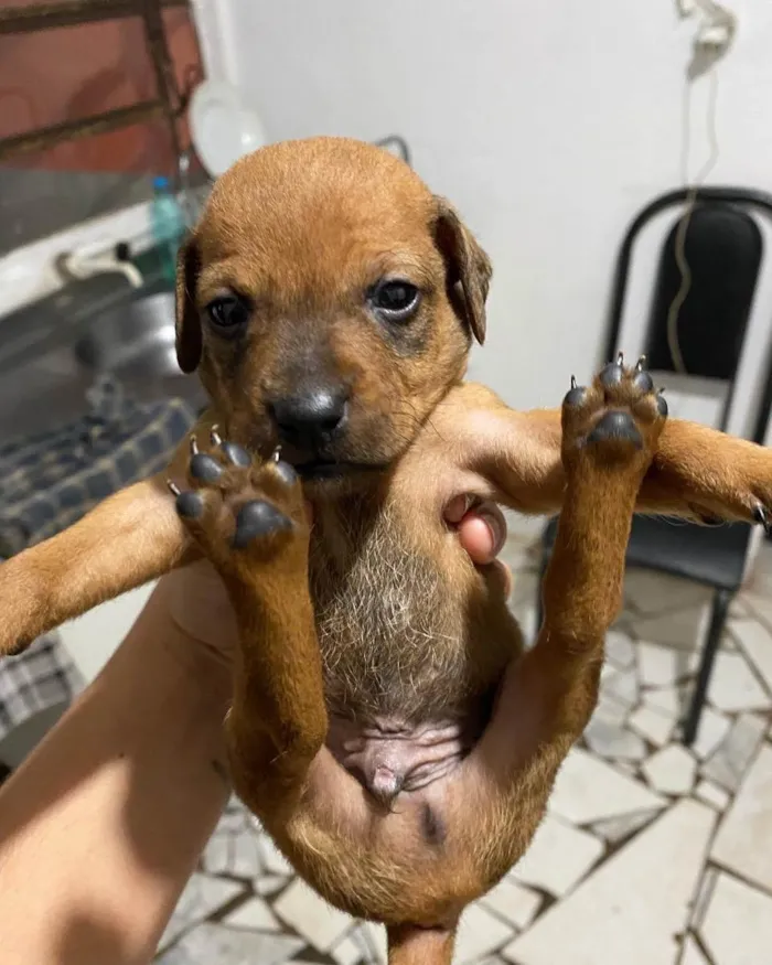 Cachorro ra a Indefinida  idade Abaixo de 2 meses nome Filhote 1