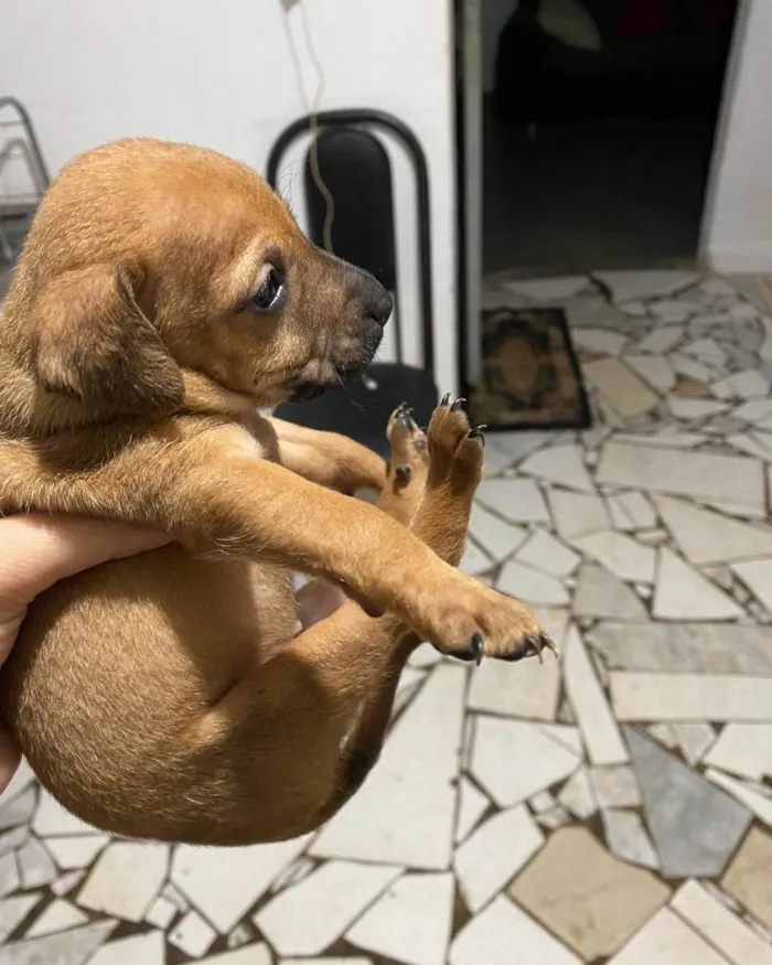 Cachorro ra a Indefinida  idade Abaixo de 2 meses nome Filhote 1