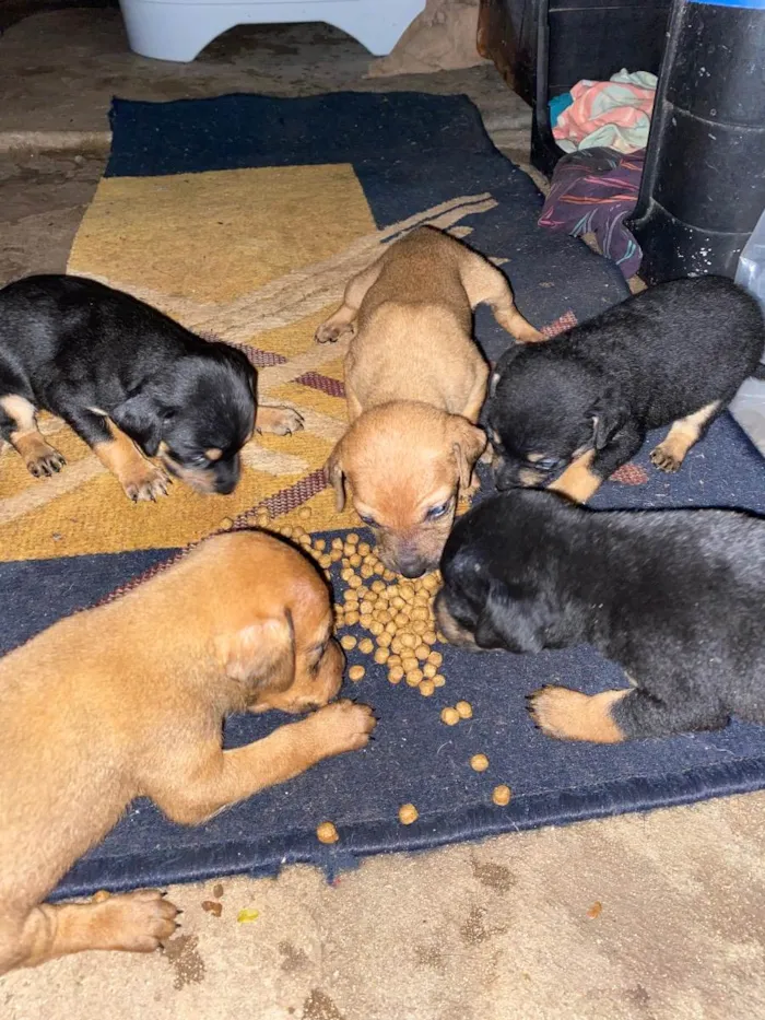 Cachorro ra a Indefinida  idade Abaixo de 2 meses nome Filhote 1