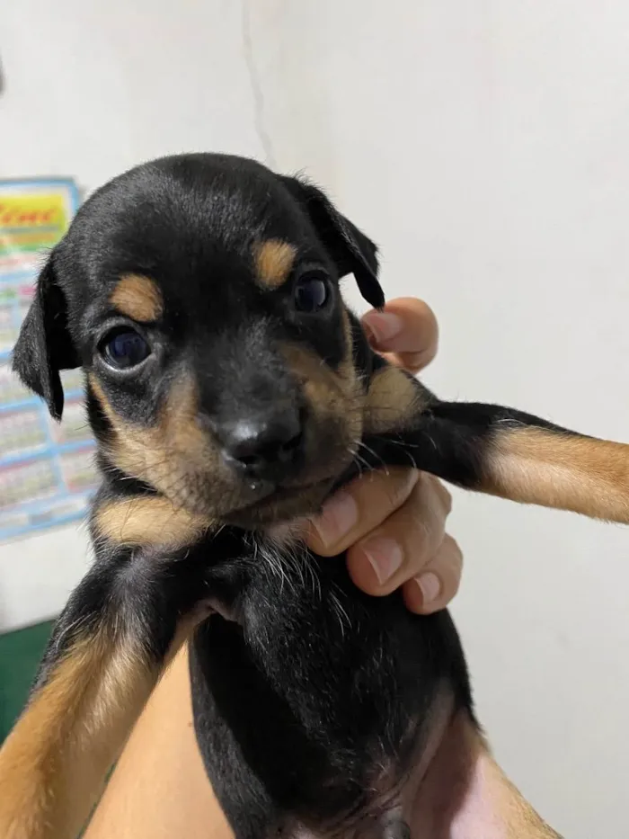 Cachorro ra a Indefinida  idade Abaixo de 2 meses nome Filhote 1