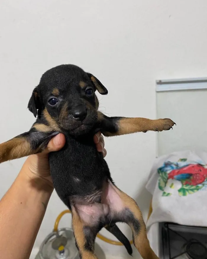 Cachorro ra a Indefinida  idade Abaixo de 2 meses nome Filhote 1