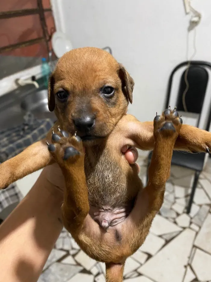 Cachorro ra a Indefinida  idade Abaixo de 2 meses nome Filhote 1