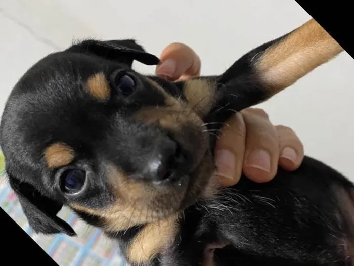 Cachorro ra a Indefinida  idade Abaixo de 2 meses nome Filhote 1
