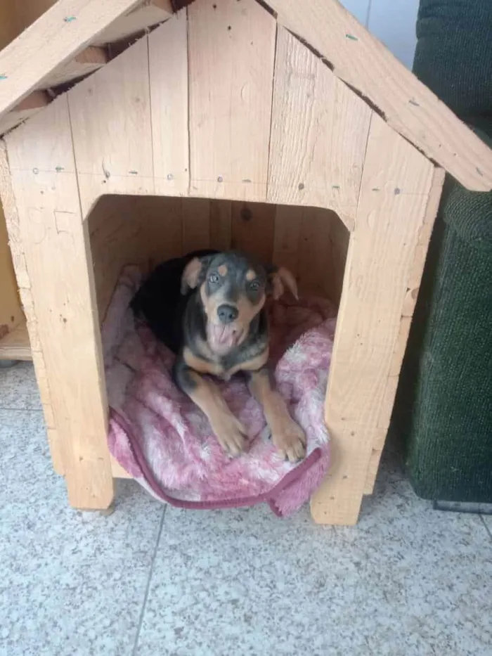 Cachorro ra a Vira lata idade 7 a 11 meses nome Lorenzo