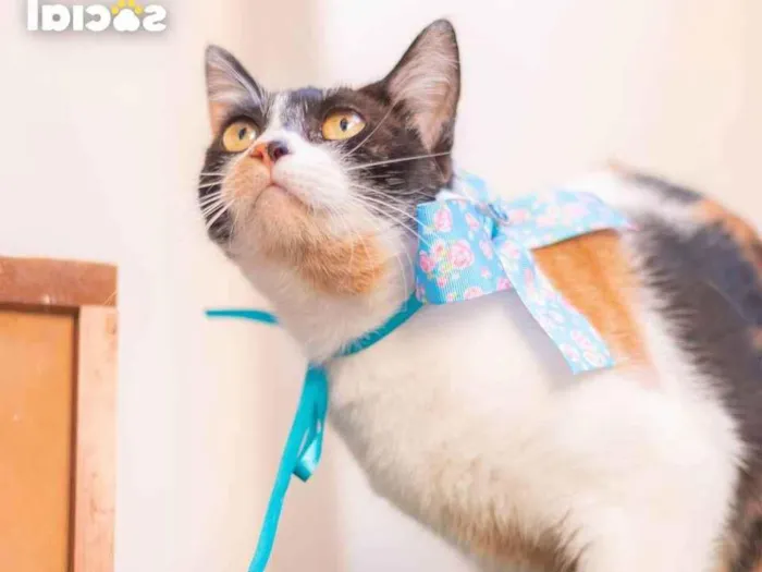 Gato ra a SRD idade 7 a 11 meses nome Dorothy