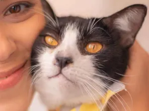 Gato raça SRD idade 1 ano nome Theo