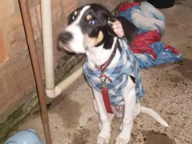 Cachorro ra a Vira lata idade 2 a 6 meses nome Edu