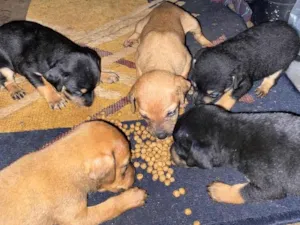 Cachorro raça Indefinida  idade Abaixo de 2 meses nome Filhote 1